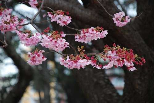 Sakura Japan Blossom Tree Flower Garden