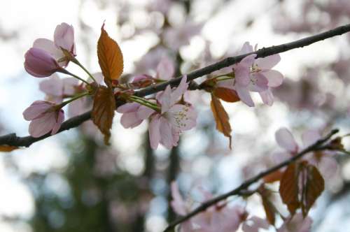Sakura Spring Japan Flowers