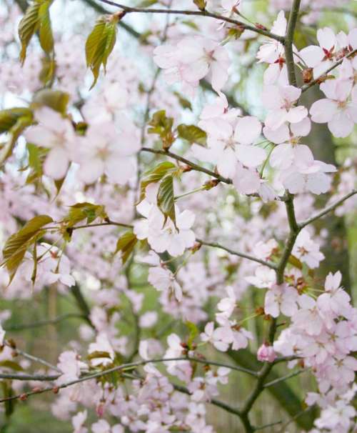 Sakura Tree Bloom Pink