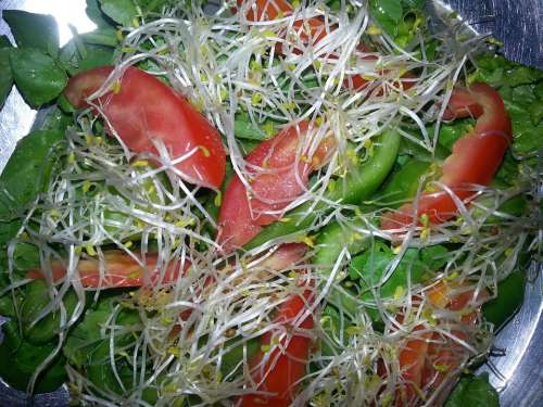 Salad Alfalfa Tomato Watercress