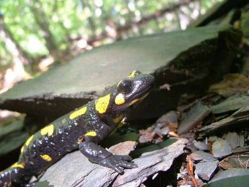 Salamander Forest Vigyori Face Beech Hg Lökvölgy