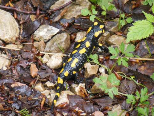 Salamander Lizard Mountains Hochfelln Bavaria