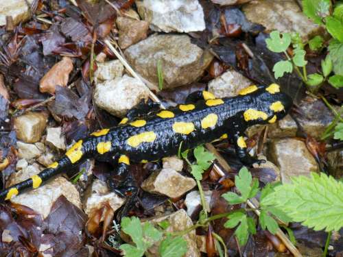 Salamander Lizard Mountains Hochfelln Bavaria