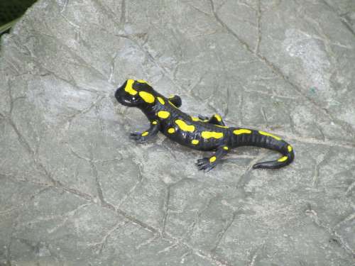 Salamander Black Yellow Animal Lizard Rock Nature
