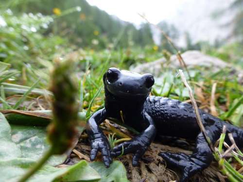 Salamander Black Alpine Nature Amphibian