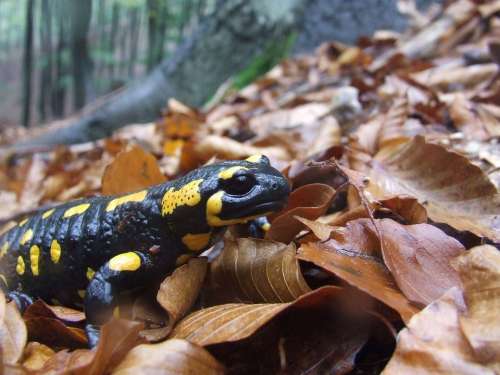 Salamander Animal Moisture Autumn Avar Forest