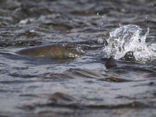Salmon River Water Fish