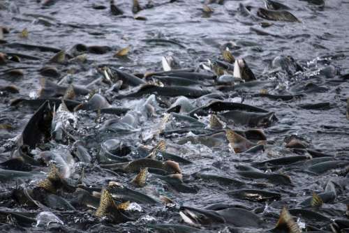 Salmon Fish Salmon Migration Valdez Alaska