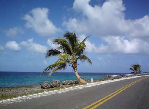 San Andrés Colombia Palm Tree Beach Landscape