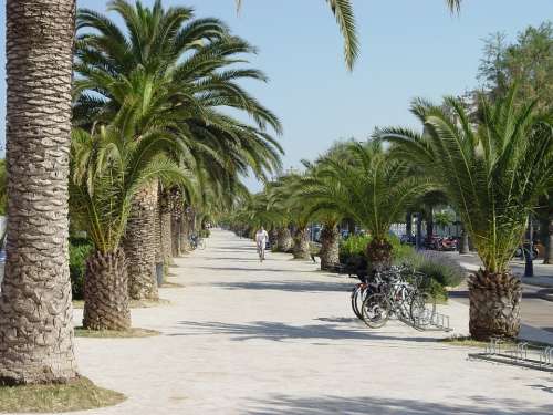 San Benedetto Del Tronto Promenade Palm