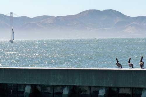 San Francisco Sea California Bay Boat Birds