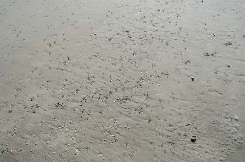 Sand Shells Seashells Ocean City Jersey Shore