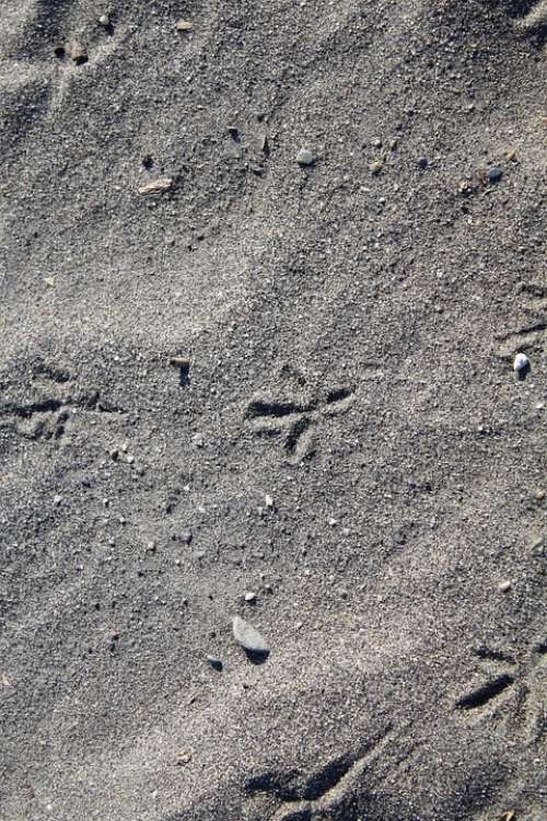 Sand Traces Beach Animal Track