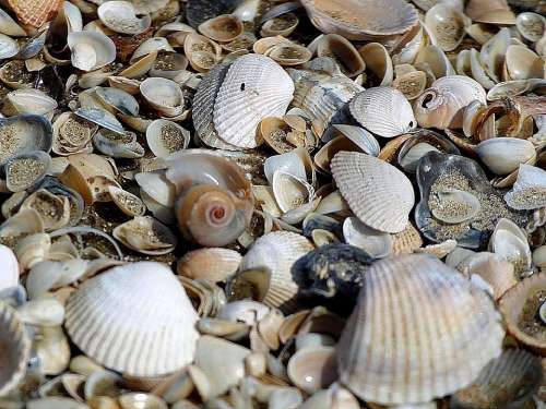 Sand Beachs Clams Shells Beaches Landscapes