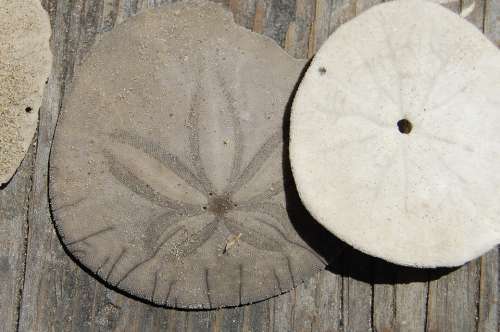 Sanddollar Ocean Shell Urchin Delicate Marine