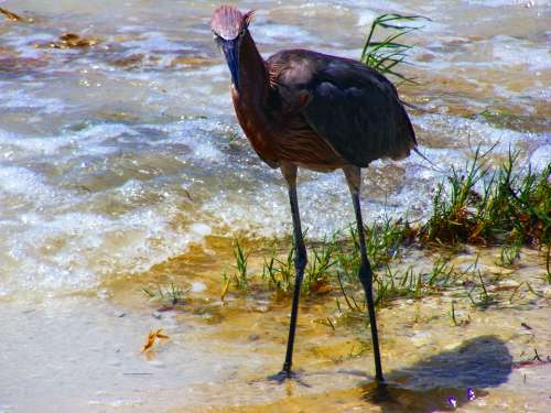Sanibel Florida Reddish Egret Red Water Outdoor