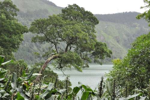 Sao Miguel Azores Tree Island Water Landscape