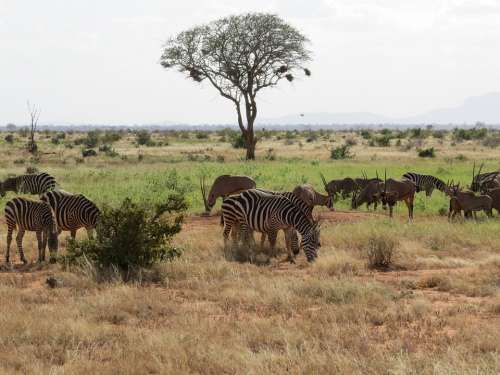 Savanna Oryx Zebra Africa Safari Wildlife