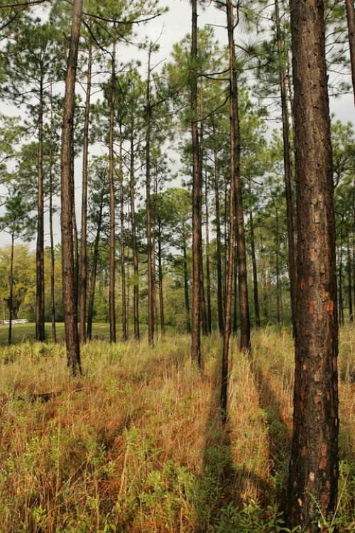 Savanna Pine Wet Forest Landscapes Nature