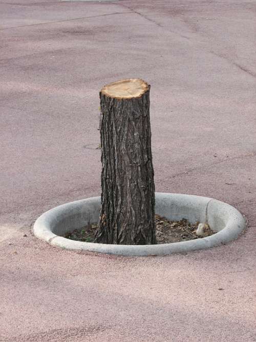 Sawed Off Road Tree Stump