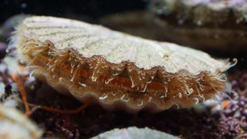 Scallop Sea Seafood Shell Alive Mollusk St James
