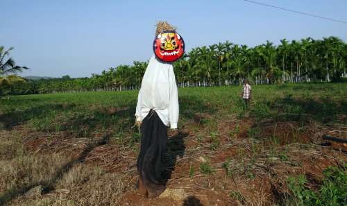 Scarecrow Plantation Areca Nut Areca Palm