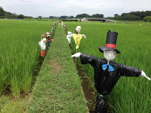 Scarecrow Farm Rice Field
