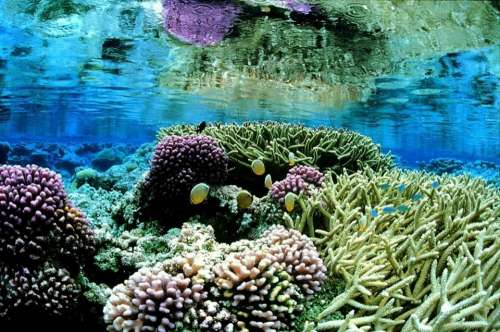 Scenic Landcape Gardens Coral Underwater