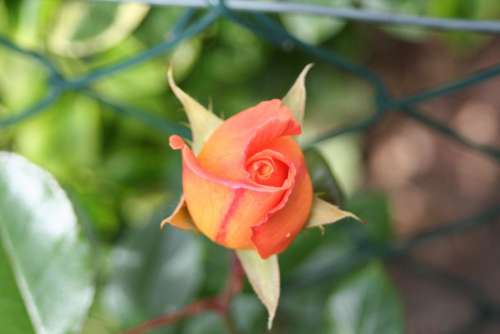 Scented Rose Bud Garden