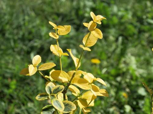 Schefflera Yellow Plant Leaves