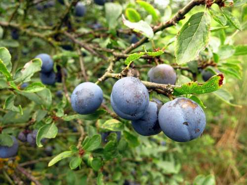 Schlehe Berry Fruits Bush Nature