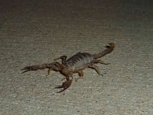 Scorpio Sting Animal Toxic