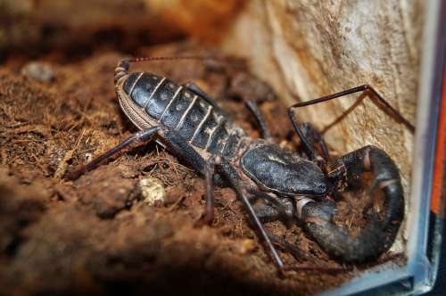 Scorpio Animal Thai Scorpion Sting Toxic