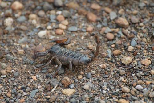 Scorpion Insects Africa Nature