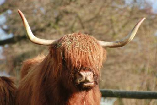 Scottish Highland Beef Animal Brown Animals Cattle