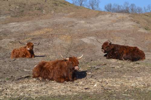 Scottish Highland Cow Highland Cattle Kyloe Cows