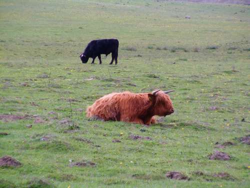 Scottish Highland Cow Cattle Cows Rügen Cow Idyll