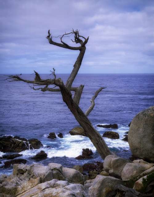 Scraggly Tree California Coast Sea Ocean Water