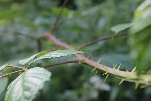 Scrub Thorns Bush Shrubs Leaf Forest