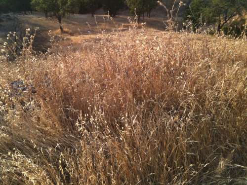 Scrub Undergrowth Coppice Gramineous Grass Dry