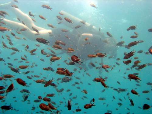 Scuba Diver Fish Small School Diving Ocean