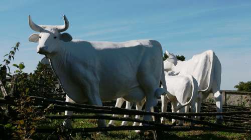 Sculpture Cows White
