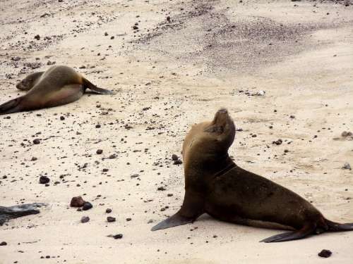 Sea Lions Beach Galapagos Islands Ecuador