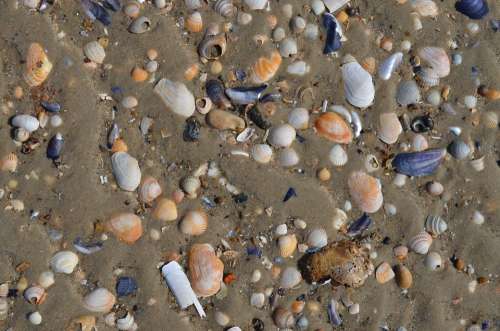 Sea Shells Beach Sand Water Ocean