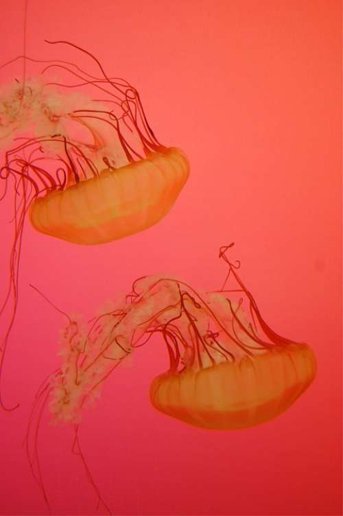 Sea Jellies Creature Deep Fish Float Jellyfish