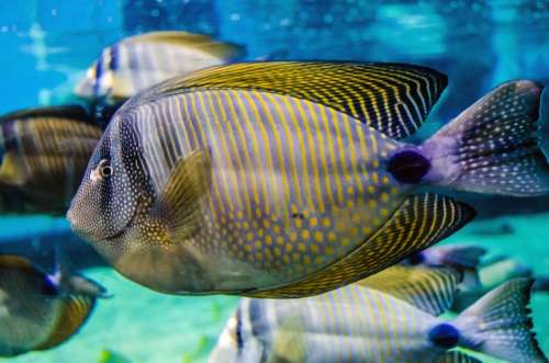 Sea Fish Animal Water Wild Close-Up Aquarium