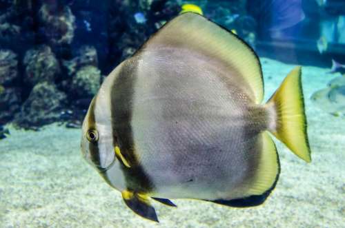 Sea Fish Animal Water Wild Close-Up Aquarium