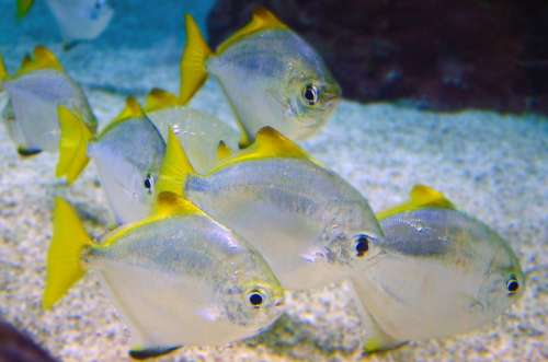 Sea Fish Animal Water Wild Close-Up Aquarium