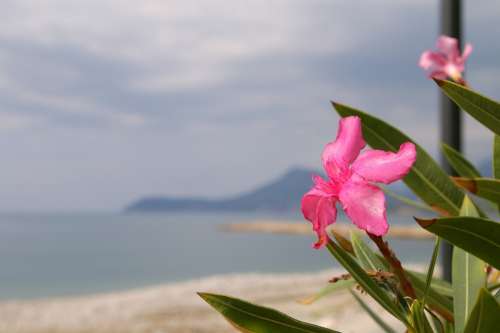 Sea Flower Beach Pink Ornamental Plants Plant