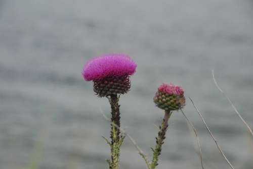 Sea Flowers Nature Flower Pink Thistle